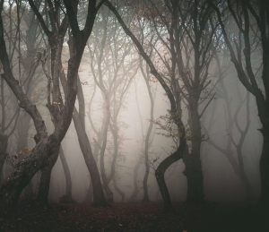 Padurea Hoia, Cluj-Napoca