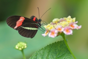 Plovdiv 2019, A butterfly festival for two days